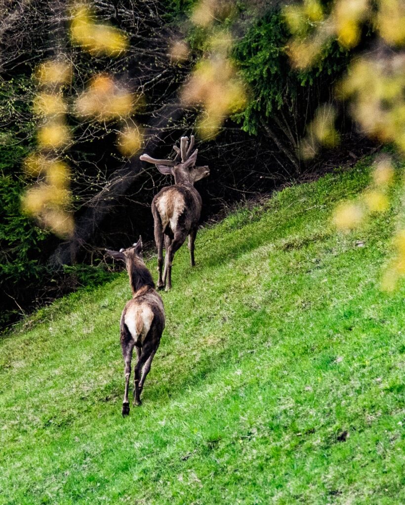 Fototour: zur Rotwildbrunft
