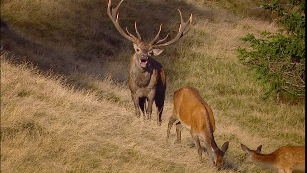 Deer Rutting Season in the National Park